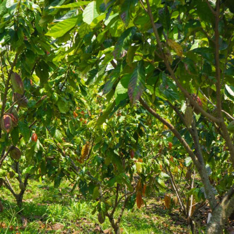 Production en Amérique du Sud-crop
