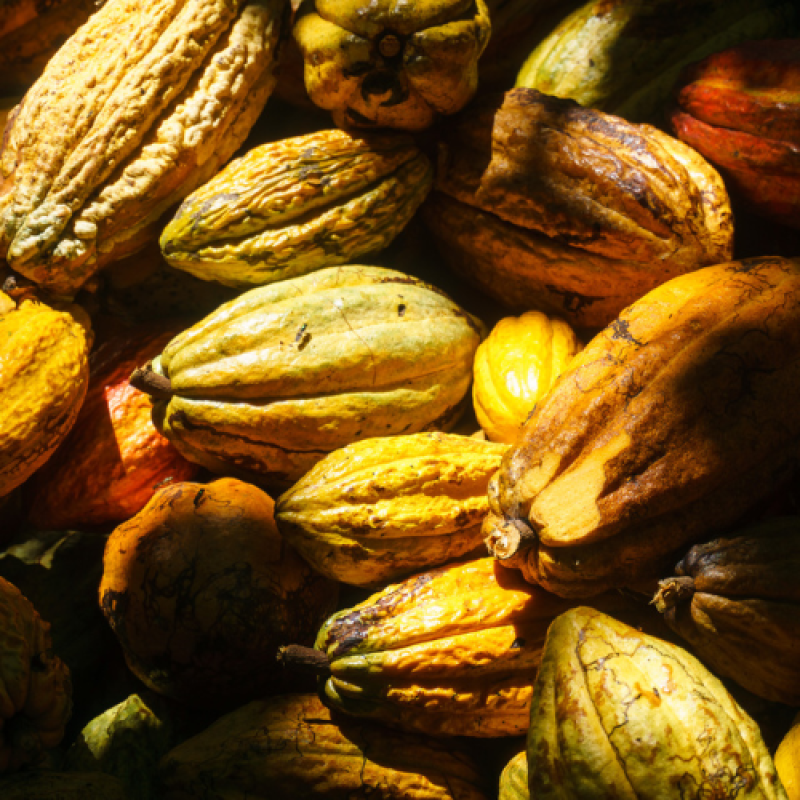 Chocolat cru-crop